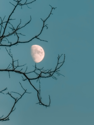 Moon and trees / 36544