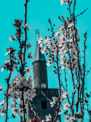 Minare ve Açan Çiçekler 📷🔭 / 17718
