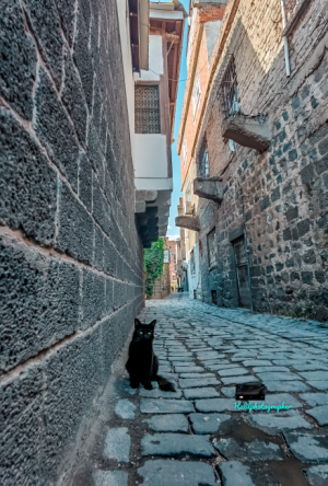 Suriçi Sokakları ve Kedi 📷 / 26187