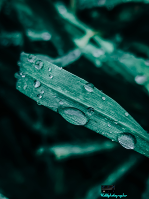 Raindrops and Cool Green 📷 / 13581