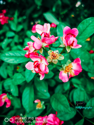 Green and Pink 📷 / 13678