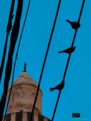 Kuşlar ve Parlı Safa Camii Minaresi 📷🔭 / 21355