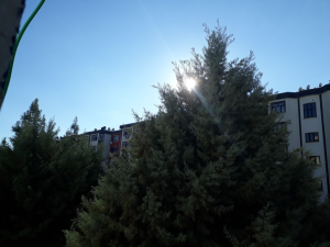 Güneş ve ağaç / 9998