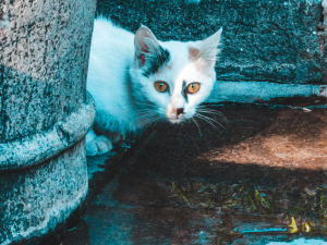 Kervansarayda Su İçen Bir Kedinin 10X Optik Zoomda Anı yakalama çekimi-Paparazi gibi 😁 / 29598