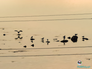Dicle Nehrindeki taşların üzerindeki Kuş Silüetleri 📷 26X Zoomda / 9521