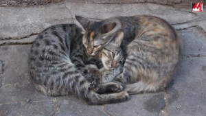 Diyarbakırda kardeş kediler yürekleri ısıttı / 6764