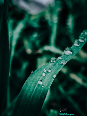 Raindrops and Cool Green 📷 Tropical Tone 📷 / 13579