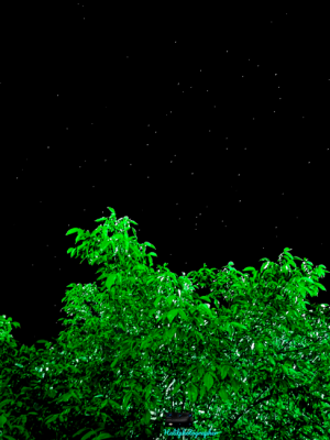 Yeşil Ağaç Dalları arasından Yıldızlara bakmak 📷 / 25279