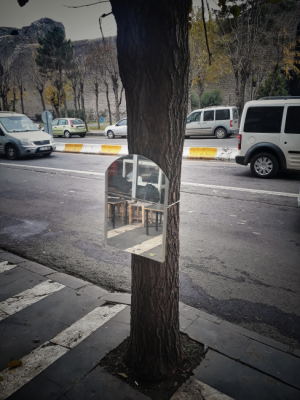 Ayna ağacı / 16231