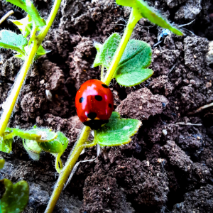 Ladybug / 31813