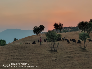 Akdağlara doğru Bir Çobanın Manzara çekimi-3X Zoomda-Ecemiş Köyü Lice/Diyarbakır / 9592