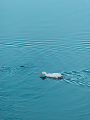 Dicle nehrinde bir ördek-13X 🔭🔭 / 36536