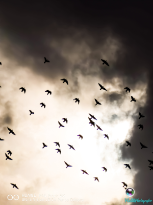 Kuşlar ve Bulutlu Gökyüzü 📷🔭 10Xte / 9467