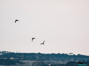 Hevsel Semalarında Uçan Kuşlar 🔭📷 10X / 36560