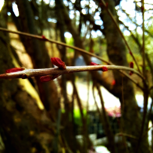 Pomegranate Flower / 31816